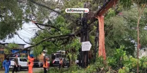Hujan Deras Sebabkan Pohon Tumbang, Dua Mobil Terdampak di Terusan Dieng Malang