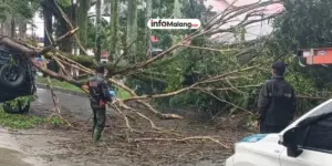 Hujan Disertai Angin Kencang, Pohon Tumbang di Pakisaji