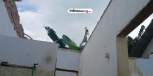 Hujan Lebat dan Angin Kencang di Wagir Sebabkan Pohon Tumbang dan Kandang Ayam Roboh