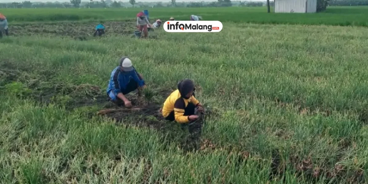 Hujan Turun, Produksi Bawang Merah di Kabupaten Malang Merosot Drastis
