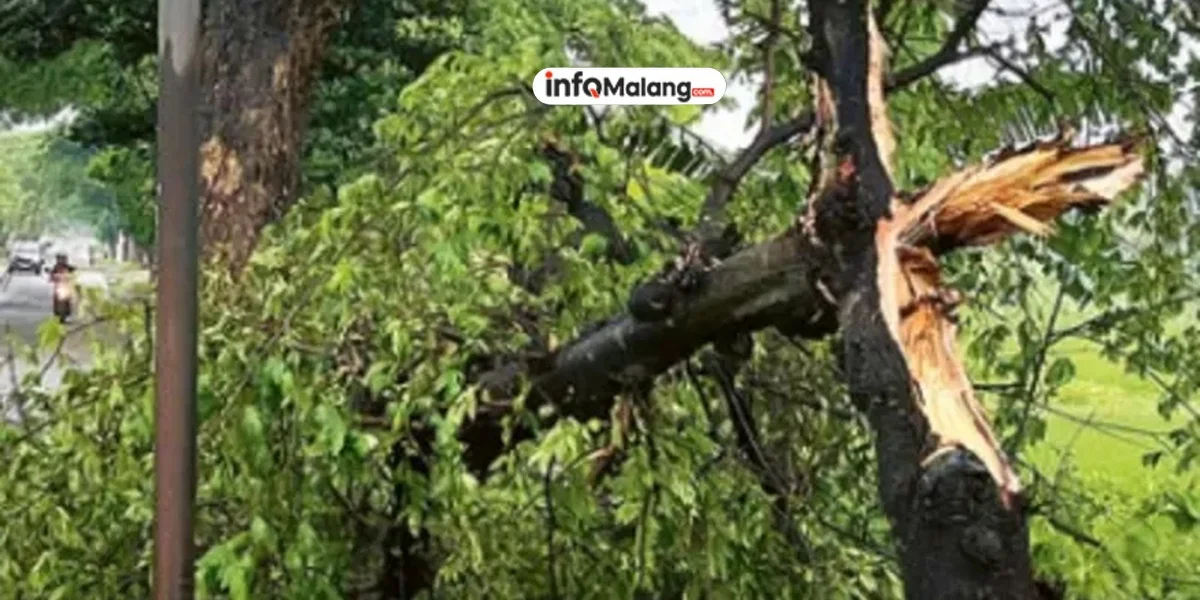 Hujan dan Angin Kencang di Kepanjen, Lima Pohon di Jalibar Bertumbangan