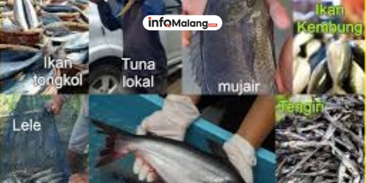 Ikan Lokal dengan Kandungan Gizi Tinggi, Cocok untuk Konsumsi Harian