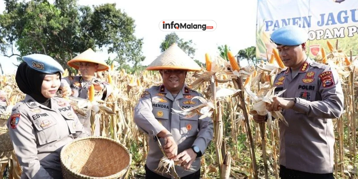 Jaga Ketahanan Pangan, Kolaborasi Polri dan Kementan Panen Raya Jagung di Malang 2025