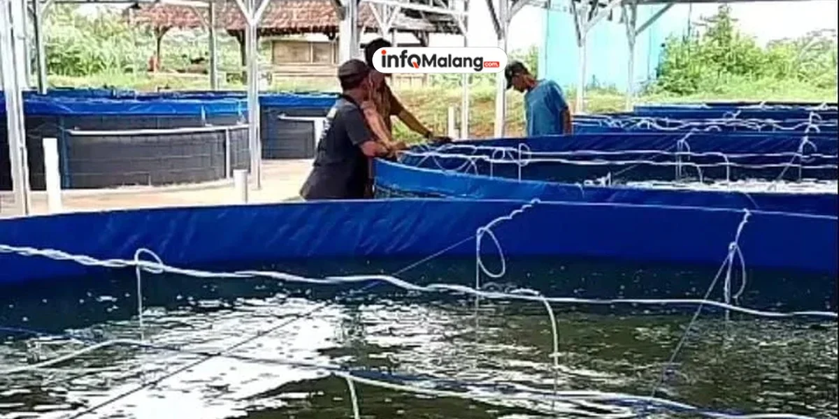 Kabar Baik dari Sektor Perikanan, Kabupaten Malang Panen 7 Ribu Ton Ikan Air Tawar