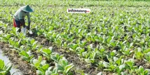 Kabupaten Malang Miliki Tembakau Unggulan dari Sumberpucung