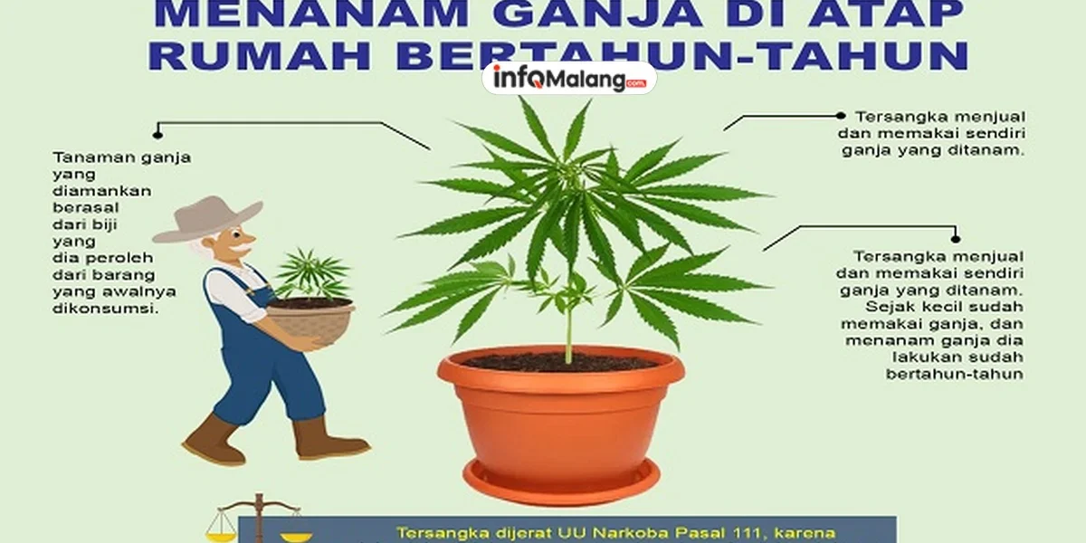 Kakek 64 Tahun Ditangkap Karena Tanam Ganja di Halaman Rumahnya