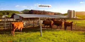 Kampung Sapi Adventure, Wisata Edukasi di Malang