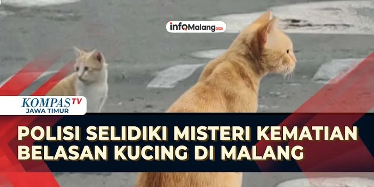 Kasus Kucing Mati Massal di Malang dalam Penyelidikan Polisi