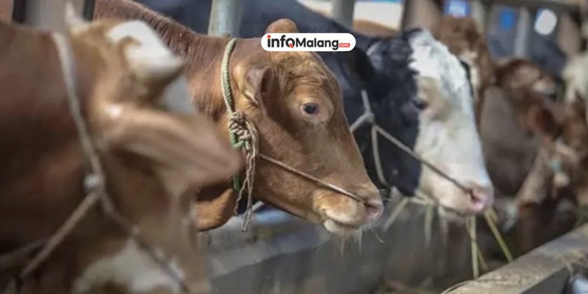 Kasus PMK Kota Malang Meningkat, 12 Kasus Baru Awal 2025