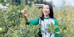 Kebun Apel Batu Terus Menyusut, Petani Beralih ke Wisata Petik Buah