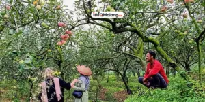 Kebun Apel di Kota Batu: Pesona Wisata Alam yang Menyegarkan