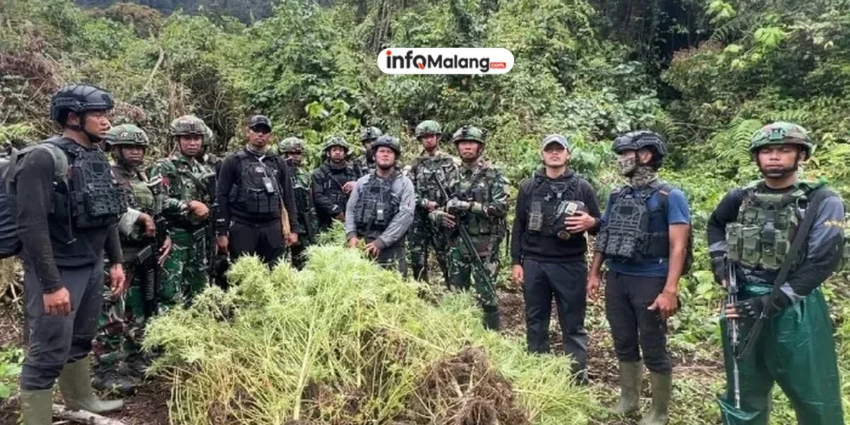 Kebun Ganja Tersembunyi di Belakang Kandang Ayam di Dampit Terbongkar, Pelaku Diamankan Polisi
