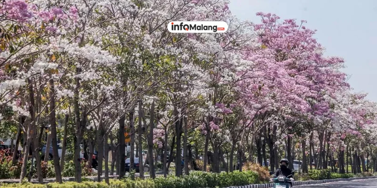 Keindahan Pohon Tabebuya di Kayutangan Heritage, Hasil Inisiatif DLH Kota Malang