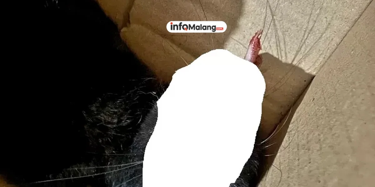 Kematian Massal Kucing di Kota Malang, Warga Cemas