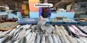 Kenaikan Harga Ikan Laut di Malang Dipicu Cuaca Buruk Cumi Sentuh Rp90 Ribu per Kilogram