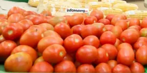 Kenaikan Harga Tomat Dorong Inflasi di Kota Malang