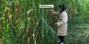 Kisah Inspiratif Pedagang Rumput Pakan Ternak di Malang