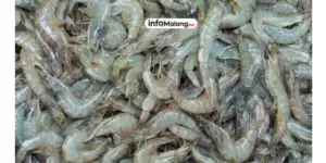 Kontaminasi Logam Radioaktif Diduga Picu Penarikan Produk Udang Indonesia