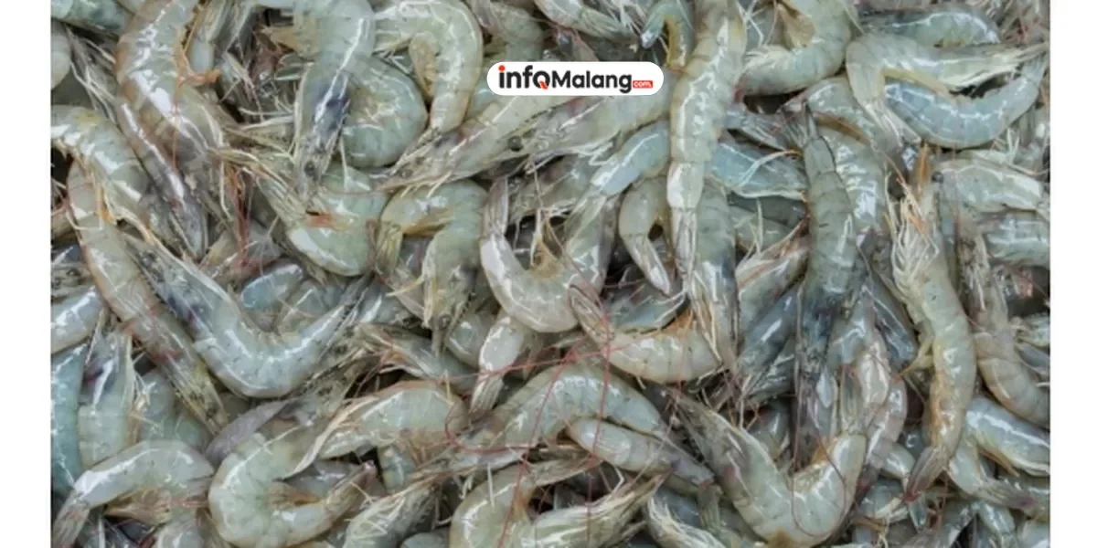 Kontaminasi Logam Radioaktif Diduga Picu Penarikan Produk Udang Indonesia