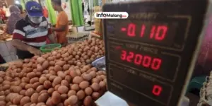 Lonjakan Harga Telur Ayam di Malang Picu Peternak Cari Alternatif Pakan