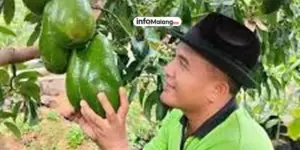 Malang Jadi Sentra Alpukat Unggulan 47 Hektar Lahan, Disiapkan untuk Alpukat Pameling