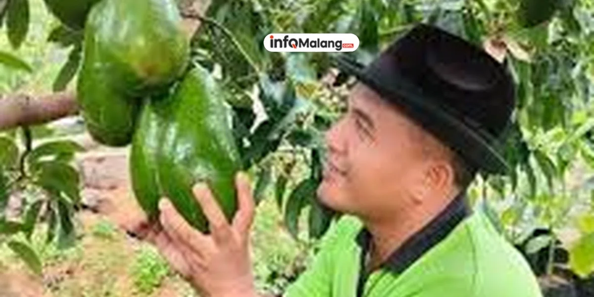Malang Jadi Sentra Alpukat Unggulan 47 Hektar Lahan, Disiapkan untuk Alpukat Pameling