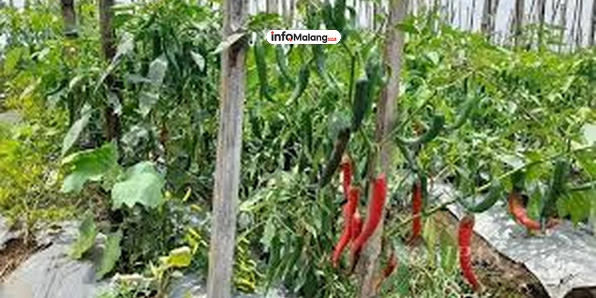 Malang Siapkan Lahan Pertanian Baru untuk Tekan Harga Cabai dan Bahan Pokok