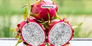Manfaat Buah Naga Bagi Kesehatan dan Kandungan Gizinya