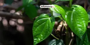 Manfaat Daun Sirih untuk Kesehatan Tubuh yang Perlu Diketahui