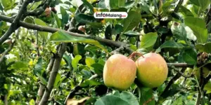 Mengapa Kota Batu Disebut Kota Apel?