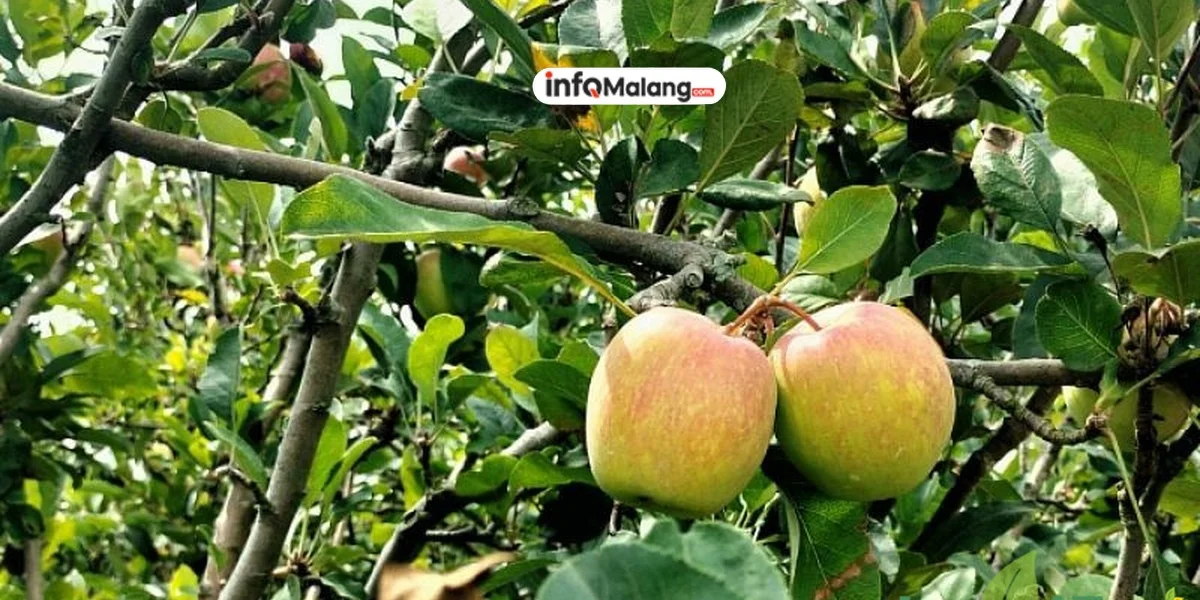 Mengapa Kota Batu Disebut Kota Apel?