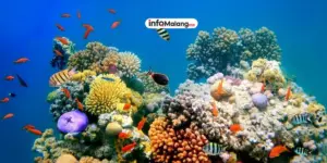 Mengenal Ekosistem Laut di Sekitar Pantai Sendang Biru