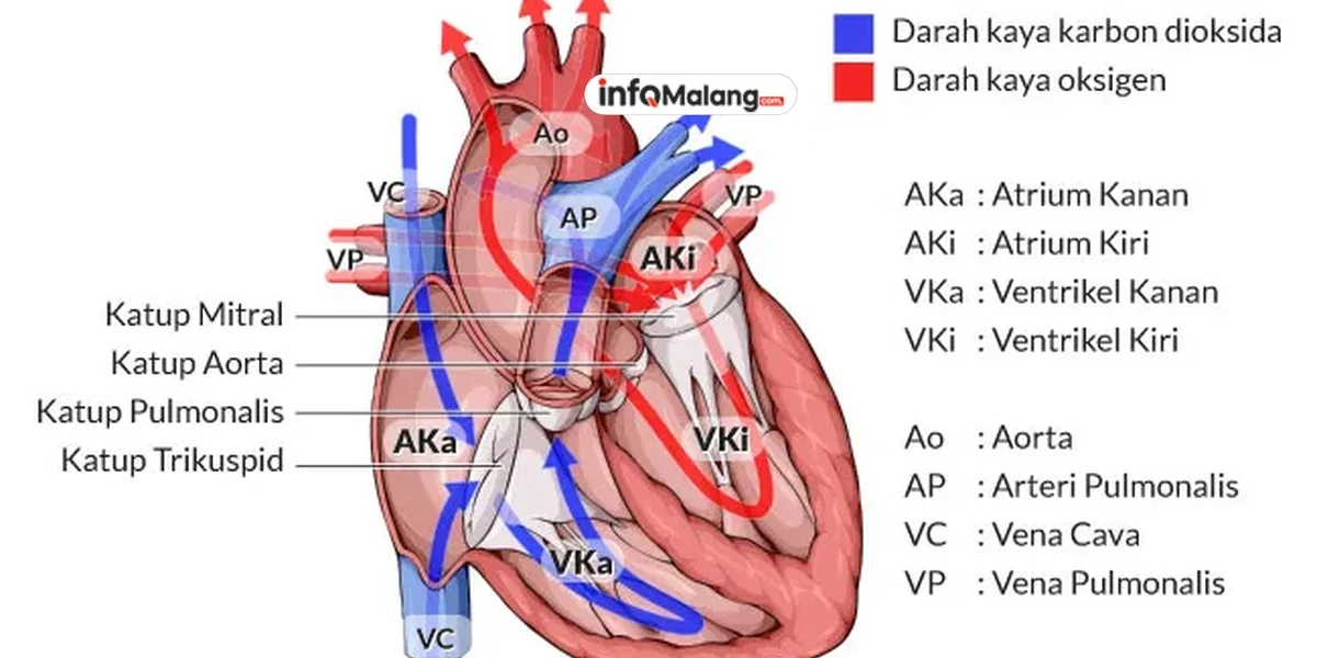 Mengenal Jantung Lebih Dalam Struktur, Cara Kerja, dan Penyakitnya