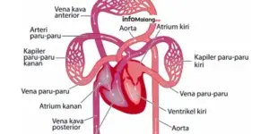 Mengenal Sistem Peredaran Darah, Cara Kerja dan Fungsinya dalam Tubuh