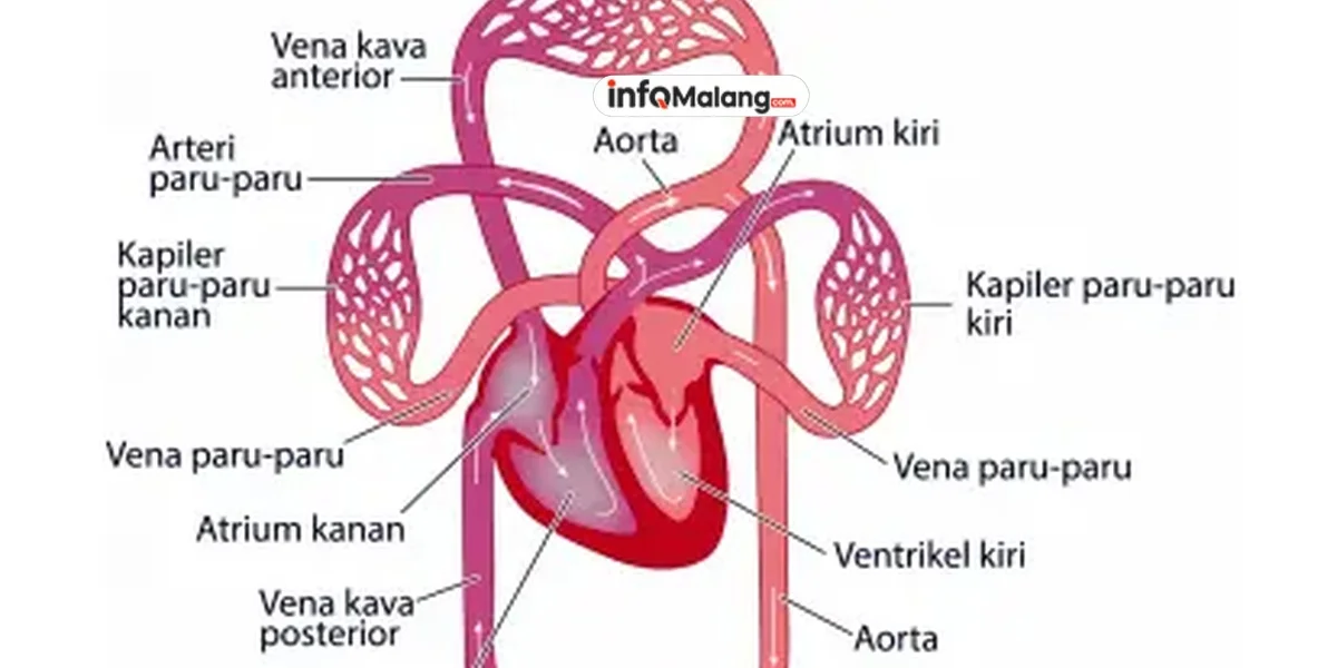 Mengenal Sistem Peredaran Darah, Cara Kerja dan Fungsinya dalam Tubuh