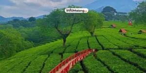 Menikmati Pesona Kebun Teh Wonosari Malang