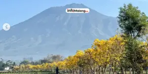 Menikmati Pesona Tabebuya di Malang, 3 Spot Mirip Sakura Jepang