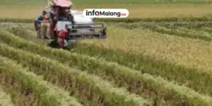 Menjaga Ketahanan Pangan, Evaluasi Efektivitas Bantuan Pemerintah Berbentuk Non-Tunai dan Tantangan Distribusinya