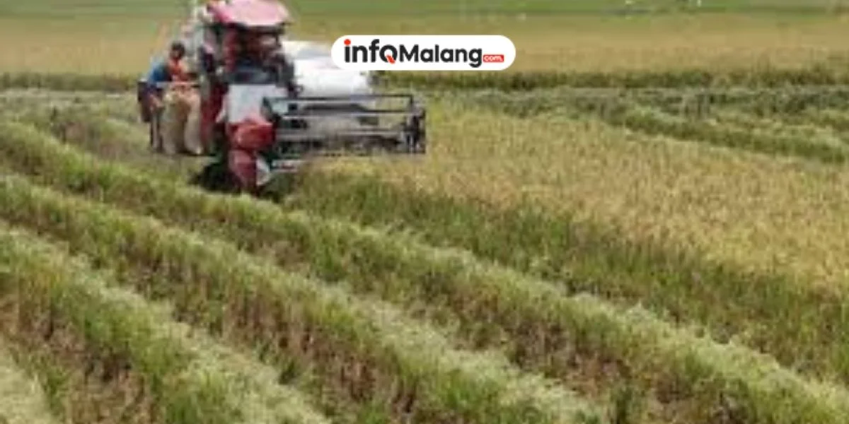 Menjaga Ketahanan Pangan, Evaluasi Efektivitas Bantuan Pemerintah Berbentuk Non-Tunai dan Tantangan Distribusinya