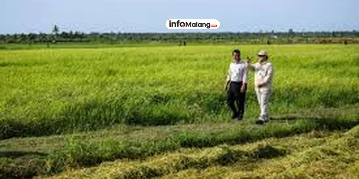 Mentan Optimistis Food Estate Jadi Solusi Krisis Harga Beras