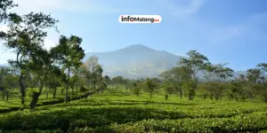 Menyusuri Sejarah WOW Café di Malang: Dari Awal Berdiri hingga Menjadi Favorit Anak Muda