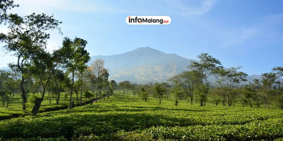 Menyusuri Sejarah WOW Café di Malang: Dari Awal Berdiri hingga Menjadi Favorit Anak Muda