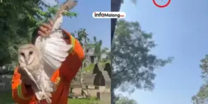 Momen Aksi Petugas Damkar Selamatkan Burung Hantu yang Terjerat Tali Pakai Layangan