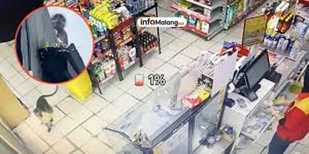 Monyet Nyelonong ke Alfamart, Curi Roti Seharga Rp18 Ribu dan Santai Makan di Atas Rumah Warga