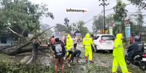 Musim Hujan Tiba, BPBD Kota Malang Catat Lima Kejadian Pohon Tumbang dalam Sepekan