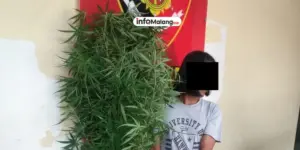 Nekat Tanam Ganja di Rumah, Kakek di Malang Diciduk Polisi