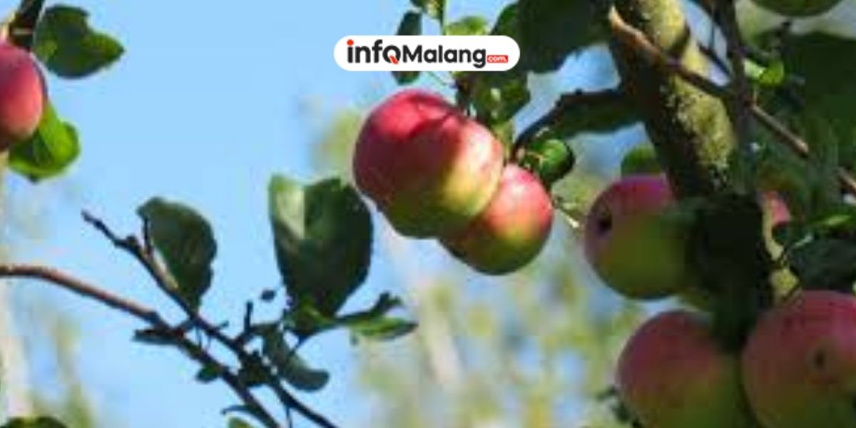 Panen Sendiri Apel Tersegar! 5 Agrowisata Malang Terbaik dengan Pengalaman Petik Buah Langsung di Kebun