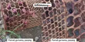 Pasang Jebakan Tikus, Cewek Ini Kaget Karena Tikus yang Tertangkap Malah Melahirkan