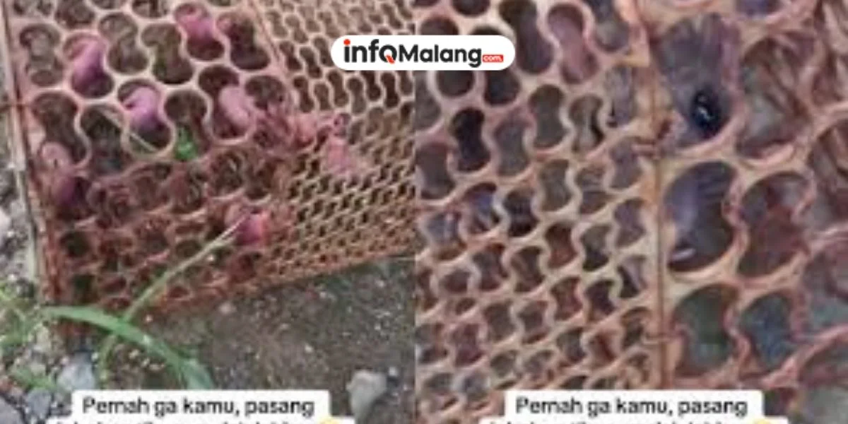 Pasang Jebakan Tikus, Cewek Ini Kaget Karena Tikus yang Tertangkap Malah Melahirkan