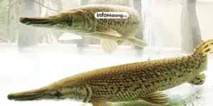 Pedagang Ikan Aligator di Pasar Burung Splendid Belum Ditertibkan